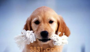 狗换牙期不吃东西怎么办?(图2)