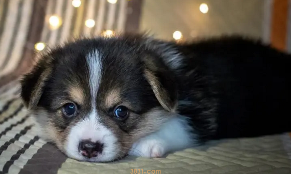 狗狗舌头上有黑斑怎么办?(图1)