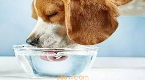 狗尿血了怎么办?用什么药?(图1)