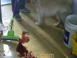 狗尿血了怎么办?用什么药?(图2)