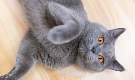 猫咪挑食怎么办?(图1)