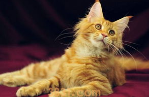 猫咪挑食怎么办?(图2)