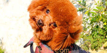 一文告诉你,狗发烧39.5度怎么办?(图1)