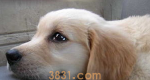 一文告诉你,狗发烧39.5度怎么办?(图2)