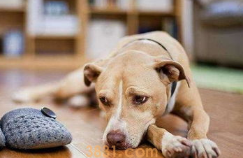 人一走狗狗一直叫怎么办?(图1)