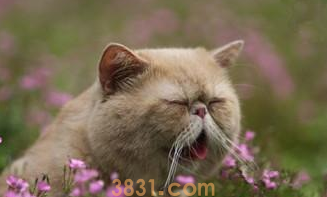 猫声音突然变沙哑怎么办?(图2)