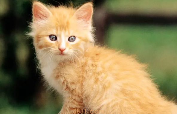 猫虱子跳到人身上怎么办?(图2)