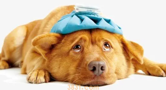 小狗吐黄颜色液体怎么办?狗狗呕吐黄水泡沫粘液吃什么药?(图1)