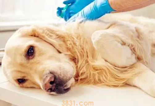 小狗吐黄颜色液体怎么办?狗狗呕吐黄水泡沫粘液吃什么药?(图2)