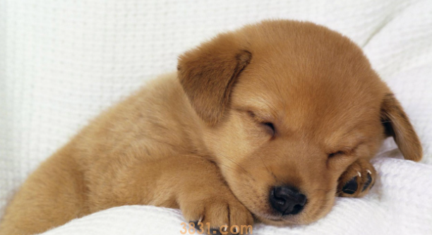 小狗吃奶油蛋糕怎么办?狗狗吃奶油蛋糕会不会死?(图2)