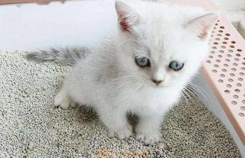 猫咪不会用猫砂怎么办?猫儿不会用猫砂怎么办?(图1)