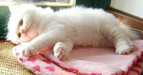 猫咪不会用猫砂怎么办?猫儿不会用猫砂怎么办?(图2)