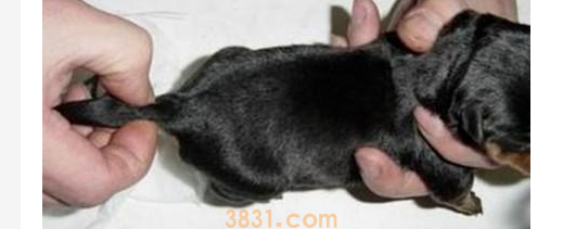 小狗断尾化脓了怎么办?小狗断尾发炎流脓会有生命危险吗?(图1)