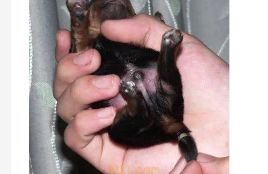 小狗断尾化脓了怎么办?小狗断尾发炎流脓会有生命危险吗?(图2)