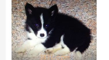 小狗喝水呛到了怎么办?狗喝水呛着了怎么办?(图2)