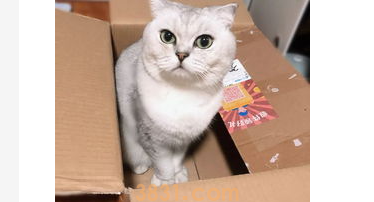 猫咪爱舔塑料袋怎么办?猫咪总舔塑料袋怎么办?(图2)