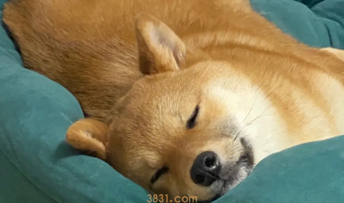 狗狗睡觉都会梦见什么?这个答案是你一辈子都不会想到的!(图2)