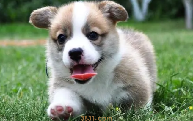 幼犬驱虫药过量怎么办?(图1)