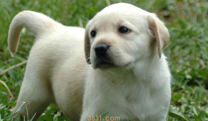 幼犬驱虫药过量怎么办?(图2)