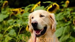 怕狗怎么办怎么克服?感兴趣的来看看吧(图1)