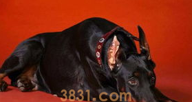 怕狗怎么办怎么克服?感兴趣的来看看吧(图2)