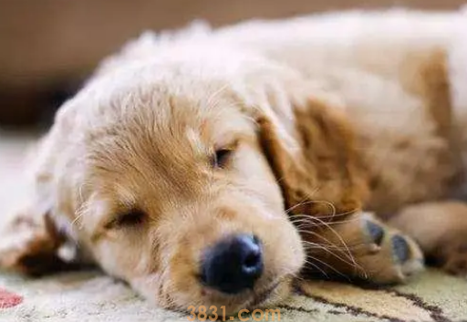 公狗尿道流脓怎么办?公狗尿道口发炎怎么办?(图1)