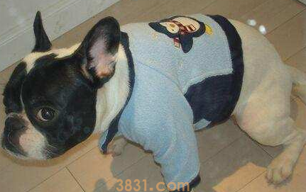 狗狗大便难解怎么办?(图1)