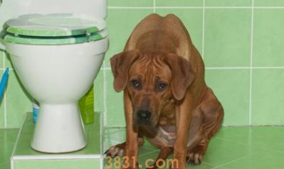 狗狗大便难解怎么办?(图2)