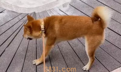 才买回来的狗狗一直叫怎么办?想知道的看过来(图1)