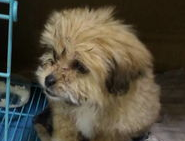 才买回来的狗狗一直叫怎么办?想知道的看过来(图2)