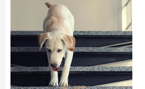 小区狗叫扰民怎么办?狗扰民,打什么电话最管用?(图1)