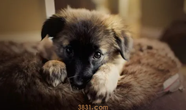 11岁的狗狗乳腺肿瘤怎么办?(图1)