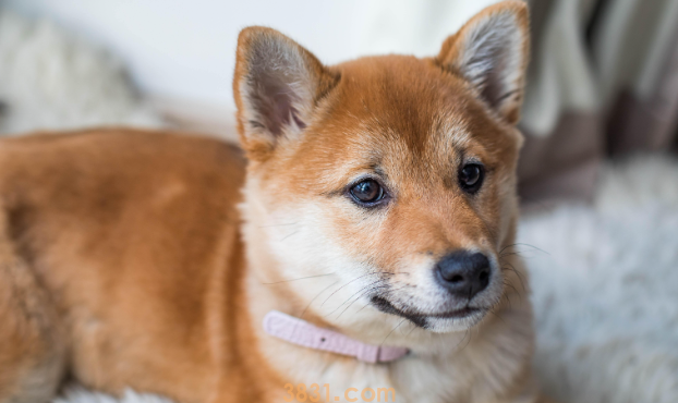 11岁的狗狗乳腺肿瘤怎么办?(图2)