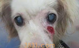 一文详解:老年犬得了白内障怎么办?(图1)