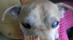 一文详解:老年犬得了白内障怎么办?(图2)