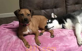 邻居家的狗老是叫怎么办?不妨来看看吧(图1)