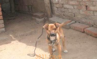 邻居家的狗老是叫怎么办?不妨来看看吧(图2)