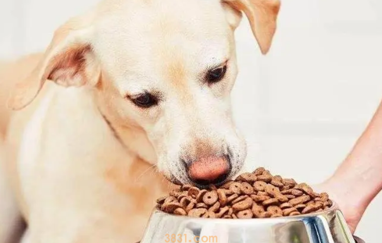 吃狗粮上火怎么办?(图1)