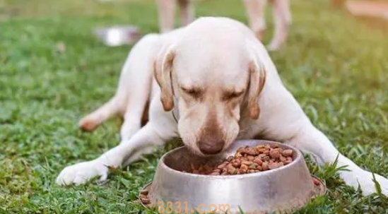 吃狗粮上火怎么办?(图2)