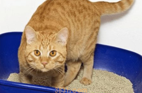 猫咪尿频尿血怎么办?来看看吧(图1)