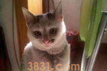 猫咪尿频尿血怎么办?来看看吧(图2)