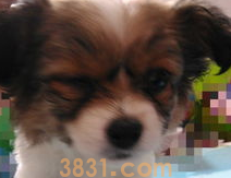 狗狗眼睛睁不开怎么办?怎么治疗?(图1)