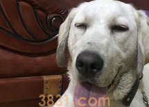 狗狗眼睛睁不开怎么办?怎么治疗?(图2)