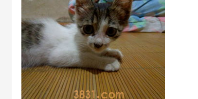 猫眼睛被猫抓伤怎么办?这篇文章有答案(图1)