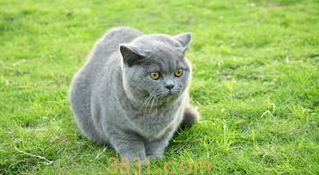 猫眼睛被猫抓伤怎么办?这篇文章有答案(图2)