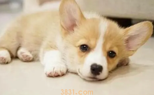 狗得了细小怎么办?(图1)