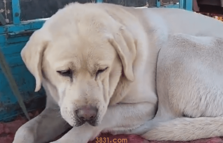 狗得了细小怎么办?(图2)