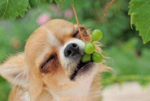狗吃了葡萄怎么办?(图1)