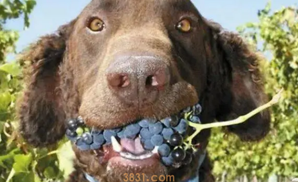 狗吃了葡萄怎么办?(图2)