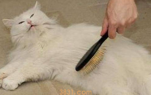 猫一块一块掉毛怎么办?猫猫一块一块地掉毛?(图1)